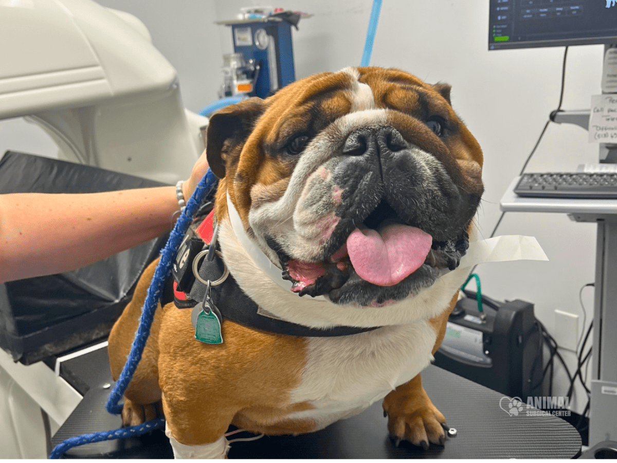 Animal-Surgical-Center-Blog-Image-1 (4)