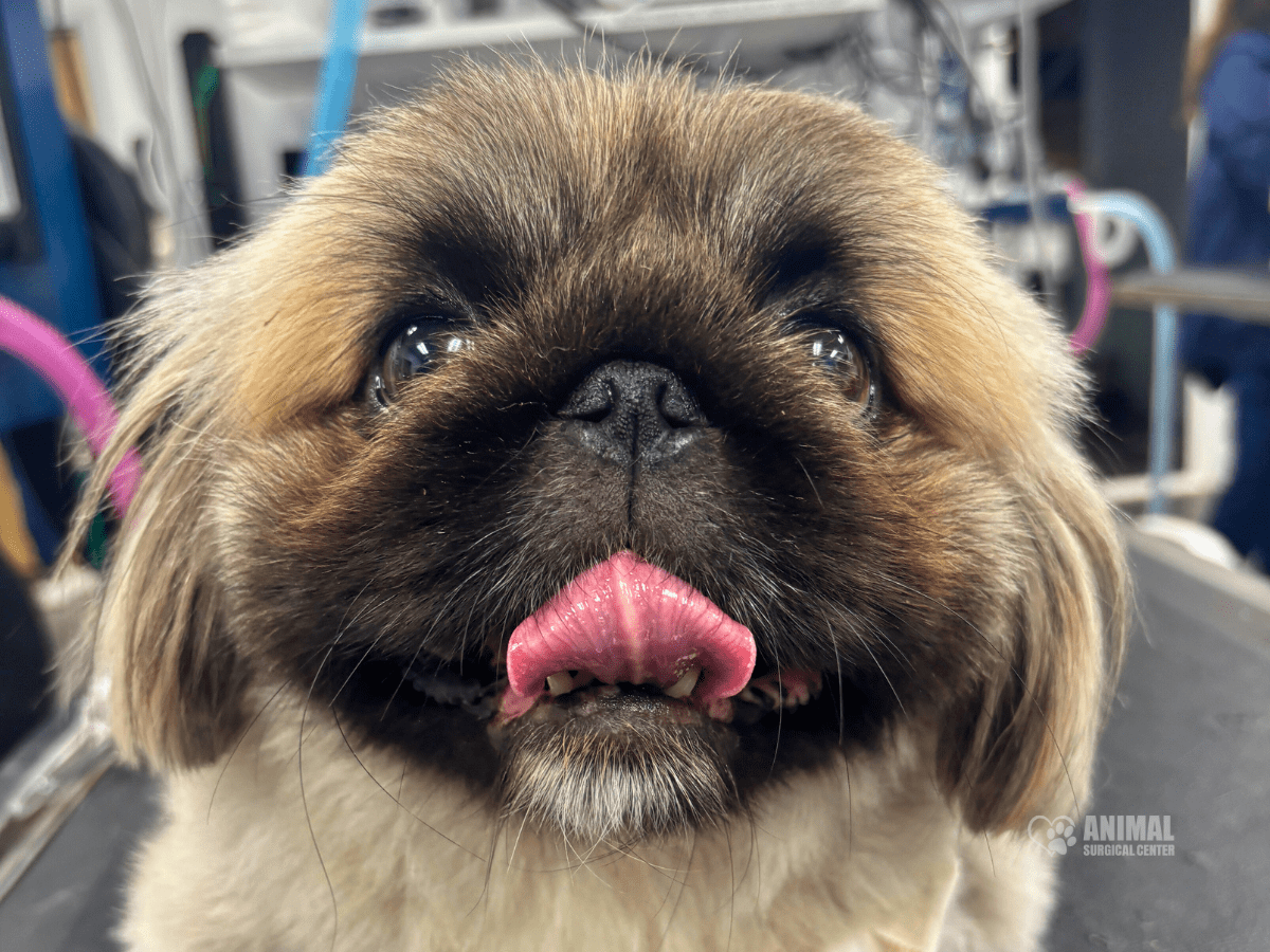 Animal-Surgical-Center-Blog-Image-3