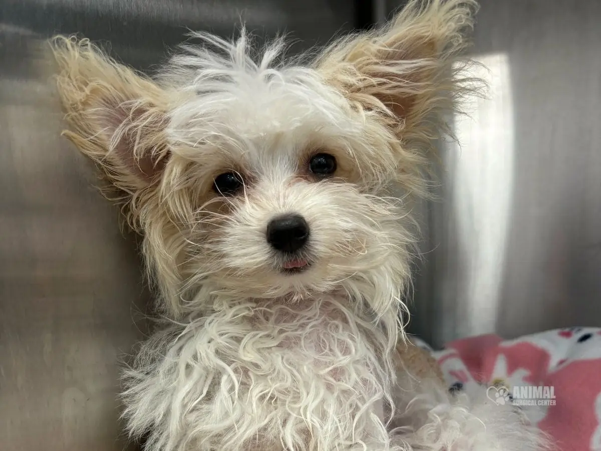 Animal-Surgical-Center-Blog-Img-1