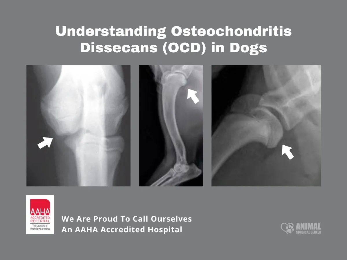 Animal-Surgical-Center-OCD-In-Dogs